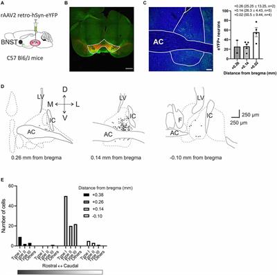 Electrophysiologically distinct bed nucleus of the stria terminalis projections to the ventral tegmental area in mice